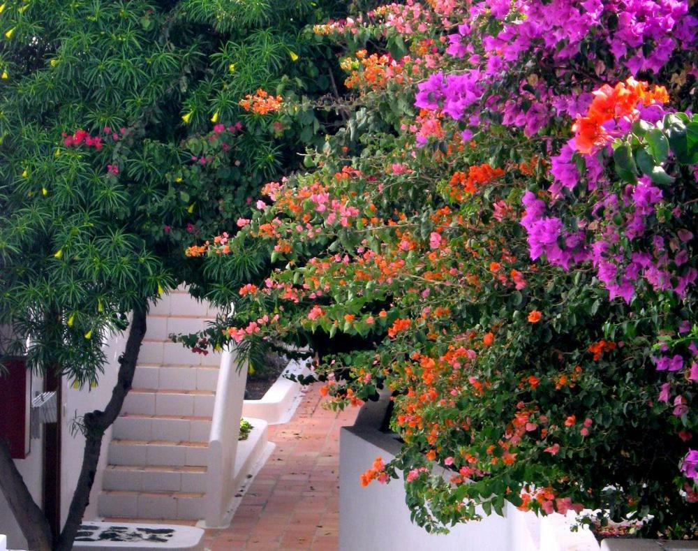 Apartamentos Tamarindos Puerto del Carmen  Exterior photo